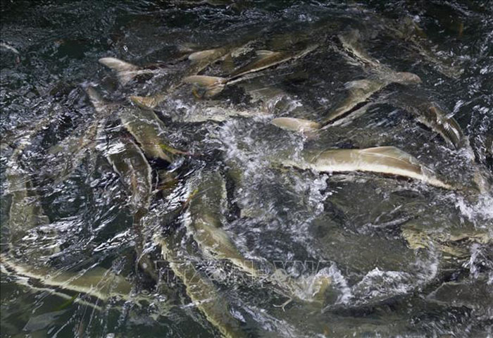 Phụ Gia Thảo Dược AI Cho Thủy Sản hiệu quả trên cá