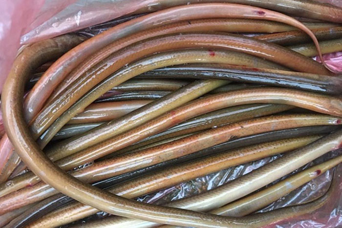 Viêm Da Lở Loét Trên Lươn Nuôi