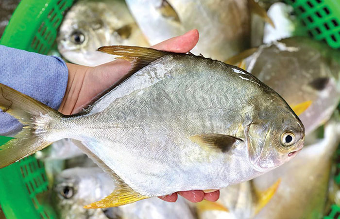 Vì Sao Cá Chim Trắng Vây Vàng Bị Nấm Thủy Mi Vào Mùa Đông