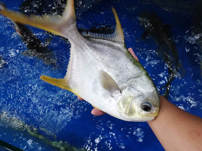 Cá Chim Trắng Vây Vàng Bị Nấm Thủy Mi