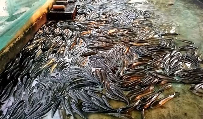 Cá lóc ăn thịt lẫn nhau