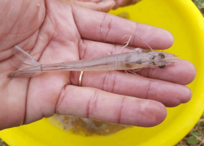 Cách kéo lại tốc độ lớn cho tôm