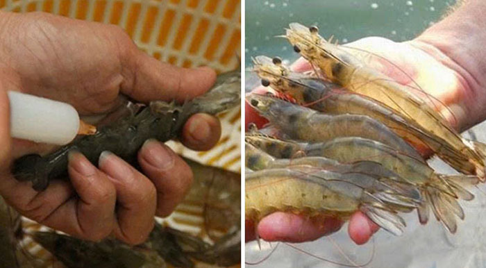 Cách phân biệt tôm tự nhiên và tôm bơm tạp chất