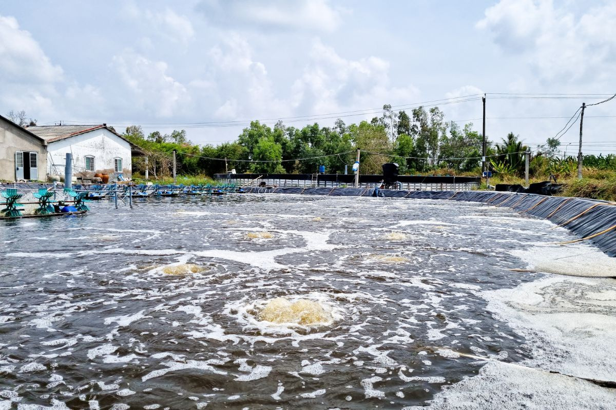 Cách phục hồi ao