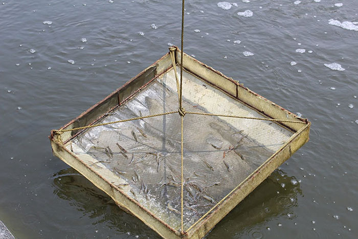 Chia cữ ăn tôm để FCR luôn thấp