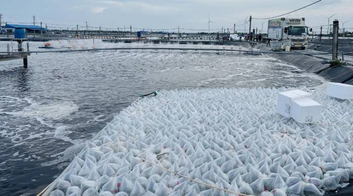 Có nên thả tôm trái vụ
