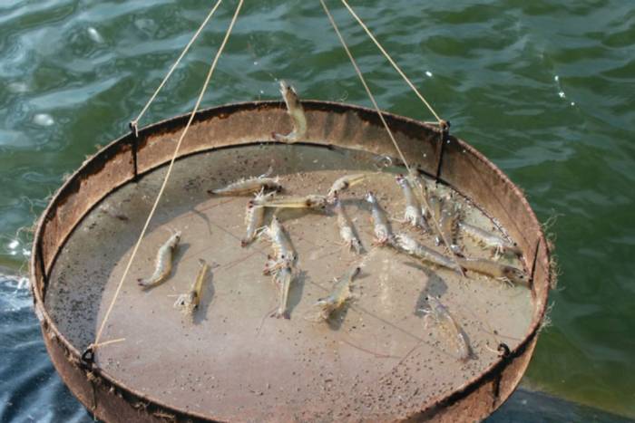 Dấu hiệu tôm ăn yếu