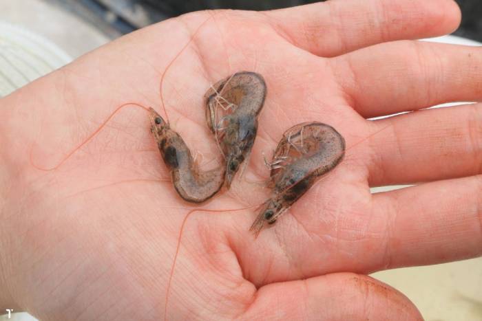 Dấu hiệu tôm thẻ bị sốc lạnh