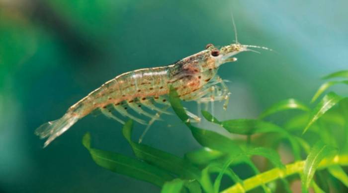 Dấu hiệu tôm thẻ tăng trưởng kém