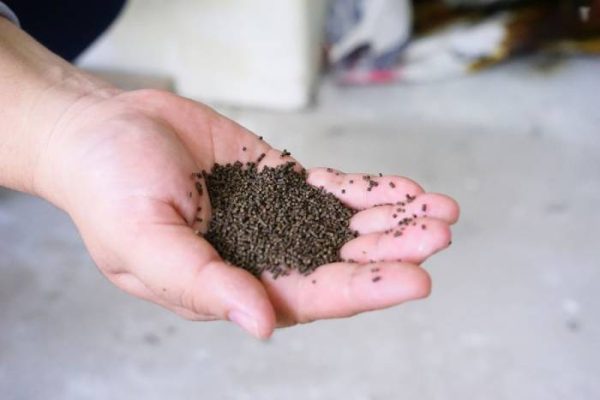 đổi thức ăn cho tôm