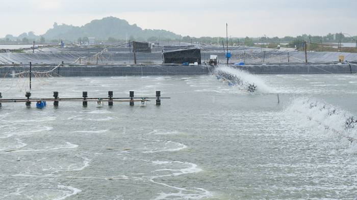 Giữ nhiệt ao nuôi tôm thẻ