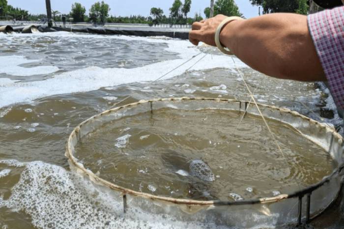 khi nào nên đổi thức ăn cho tôm