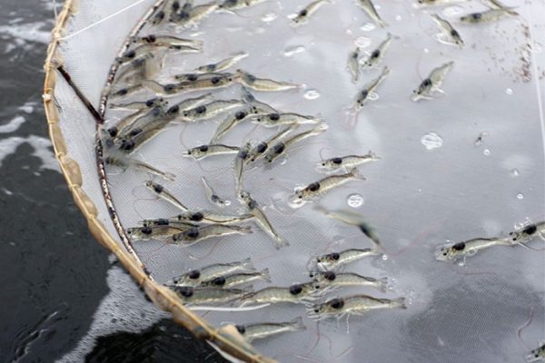 Khung giờ tôm ăn mạnh