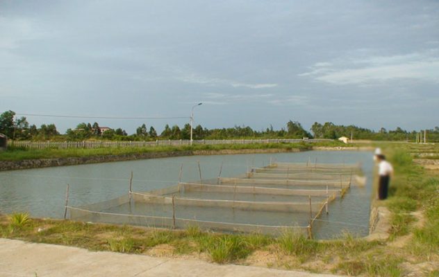 Kỹ Thuật Chuẩn Bị Ao Ương Cá Chép