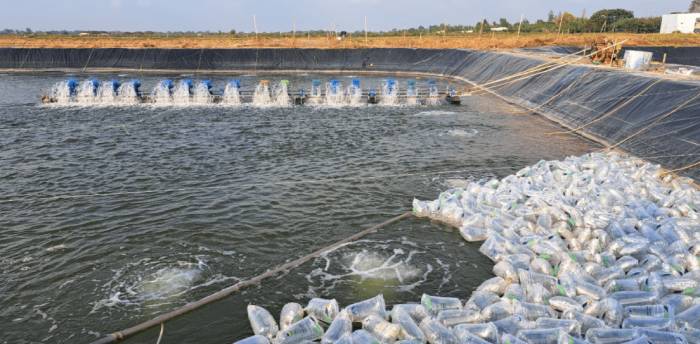 kỹ thuật thả tôm giống mùa rét đậm