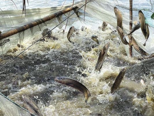 Tại sao cá lóc ăn thịt lẫn nhau