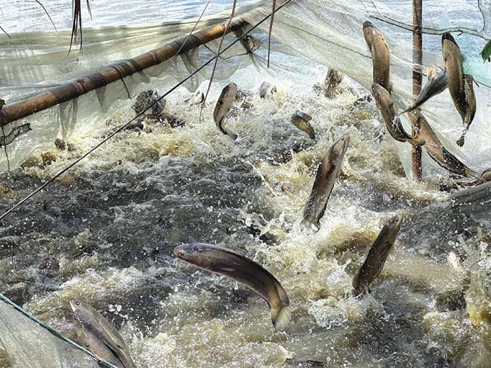 Tại sao cá lóc ăn thịt lẫn nhau