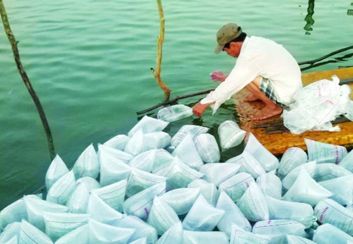 thả tôm giống mùa rét