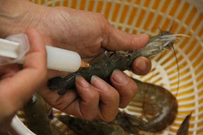 Tôm bơm tạp chất