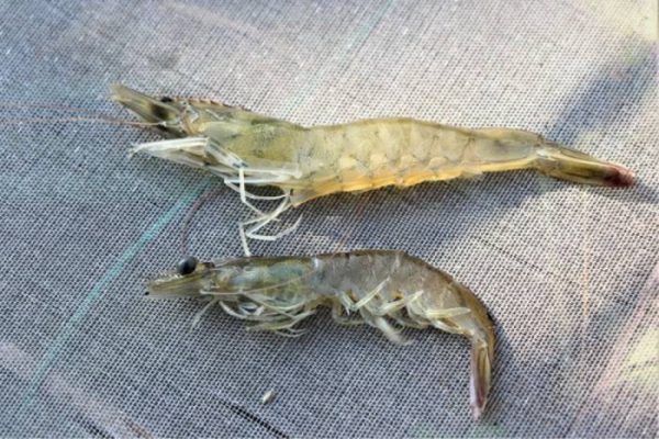 tôm lớn chậm do môi trường và do dinh dưỡng