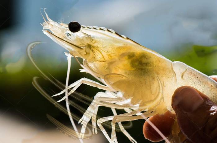 Tôm thẻ bị sốc lạnh