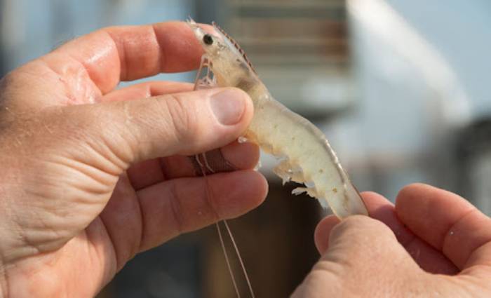 tôm thẻ chậm lớn