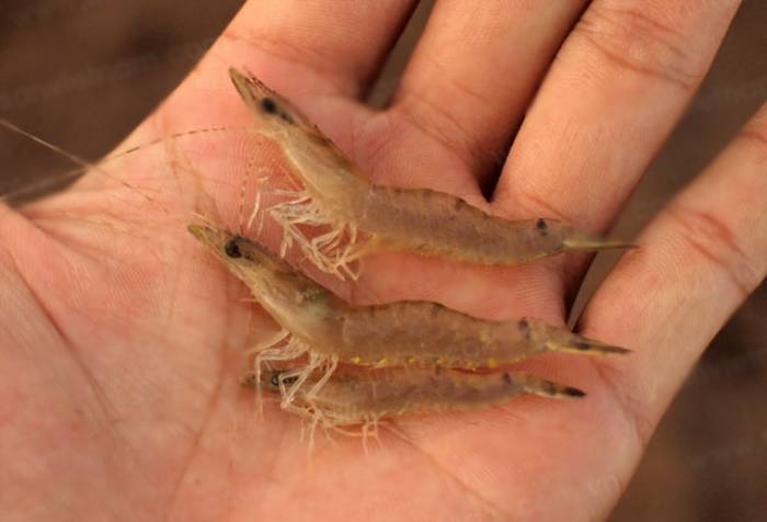 tôm thẻ tăng trưởng kém