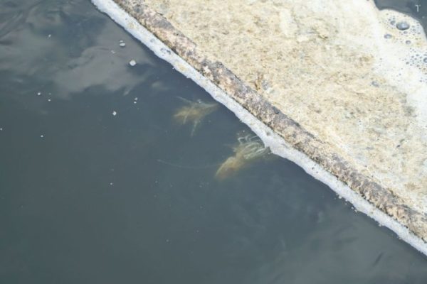 ao tôm hay có khí độc