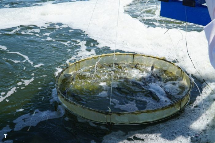 Ao tôm hay có khí độc dù thay nước thường xuyên là do đâu