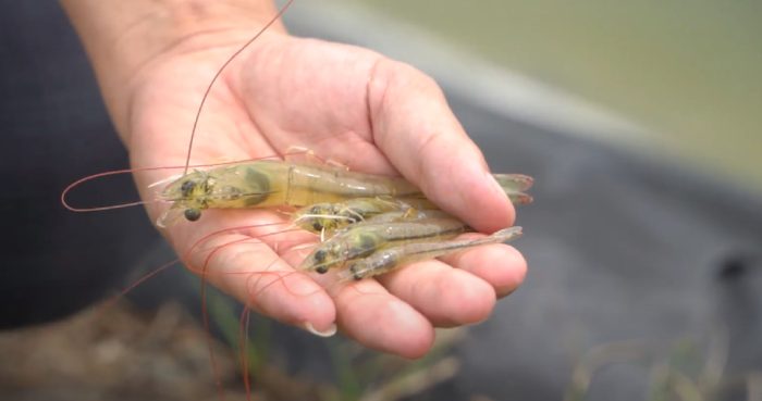 Cách xử lý tôm chậm lớn từ đầu vụ