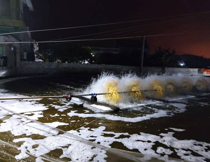 Cách xử lý tôm thẻ ăn mạnh ban ngày nhưng bỏ ăn ban đêm