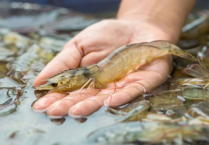 Cách xử lý tôm thẻ ăn yếu sau mưa lớn