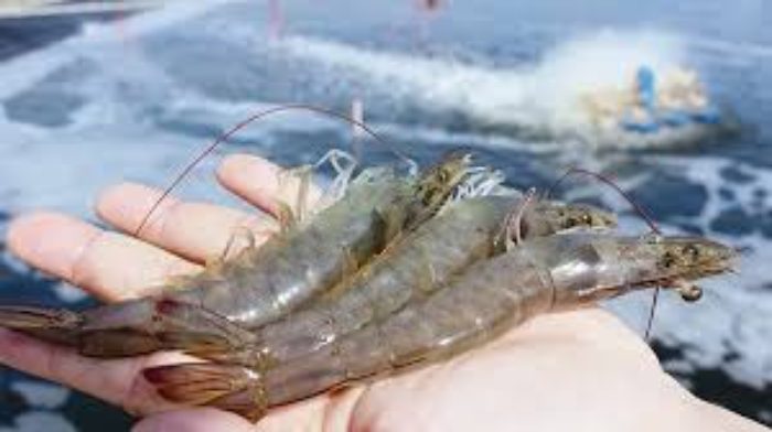 FCR tôm thẻ cao do đâu