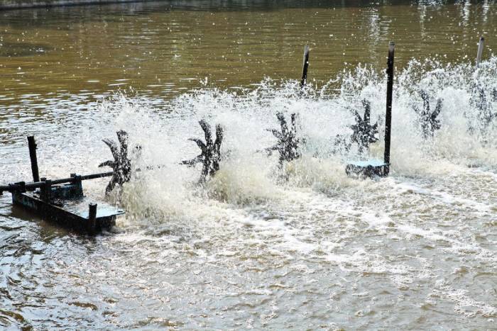 Nguyên nhân tôm nổi đầu lúc sáng sớm