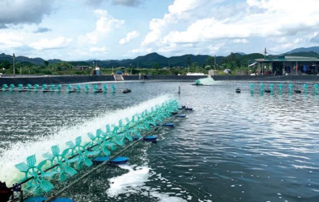 Quạt nước chạy bao nhiêu là đủ cho ao tôm thẻ