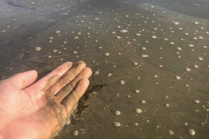 Tảo tàn trong ao tôm