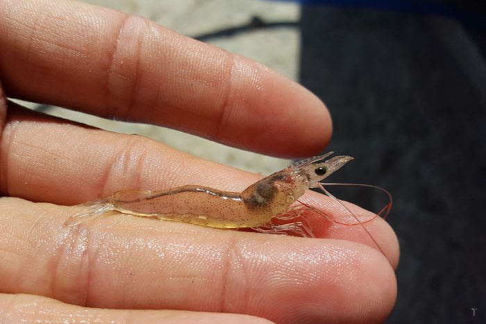 Tôm chậm lớn từ đầu vụ