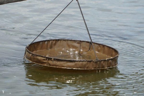 tôm giống hao hụt mạnh 10 ngày đầu