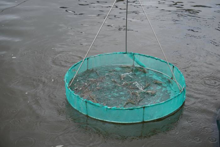 Tôm thẻ ăn mạnh ban ngày nhưng bỏ ăn ban đêm