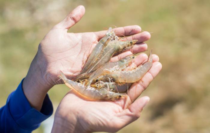 Tôm thẻ ăn yếu sau mưa lớn