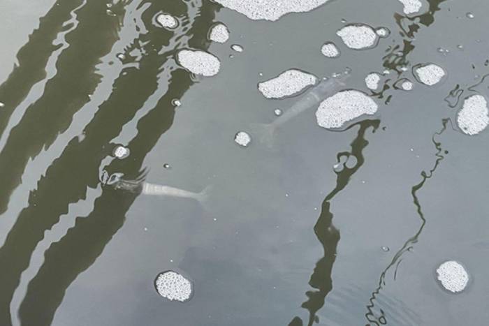 Tôm thẻ hay bơi mé ao là bị gì