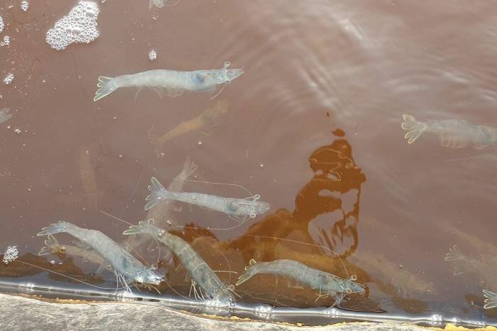 Tôm thẻ hay bơi mé ao