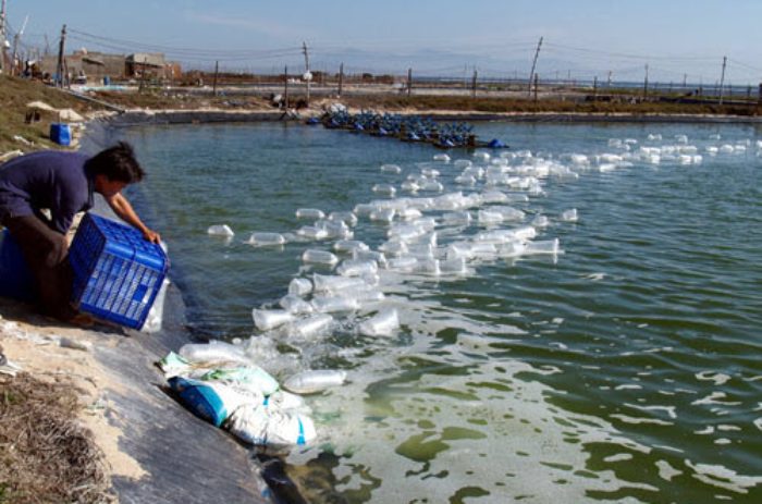 tôm giống hao hụt mạnh 10 ngày đầu do đâu