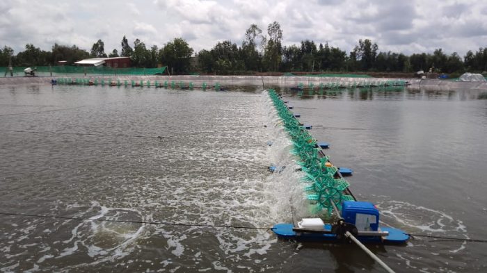 Xử lý tảo tàn trong ao tôm