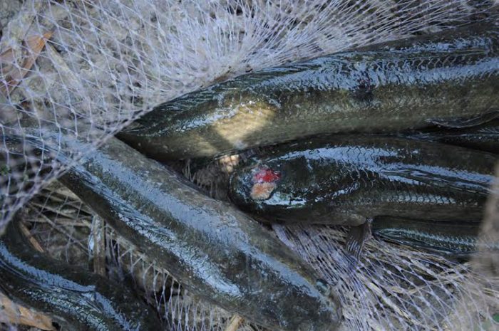 Cá bị tróc vảy lở loét