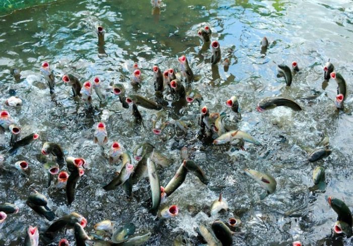 cách nuôi cá lóc mật độ cao