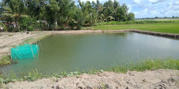 Cách phòng bệnh cho cá mùa nắng nóng
