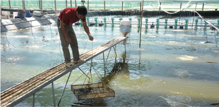 Có nên dùng chế phẩm sinh học thay hóa chất trong nuôi tôm