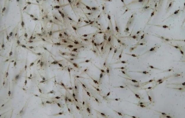 Giống tôm kháng bệnh