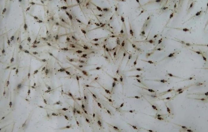 Giống tôm kháng bệnh